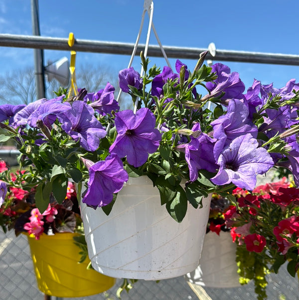 Hanging Basket-sm purple