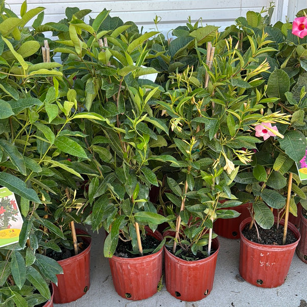 Mandevilla