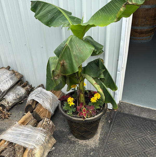 Potted elephant ear with fancy pot