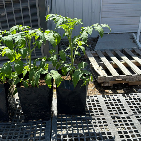 Porch tomato plant