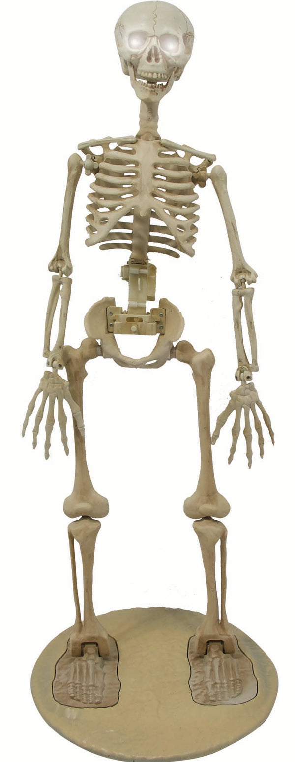 STAND.BONE SKELETON-36"