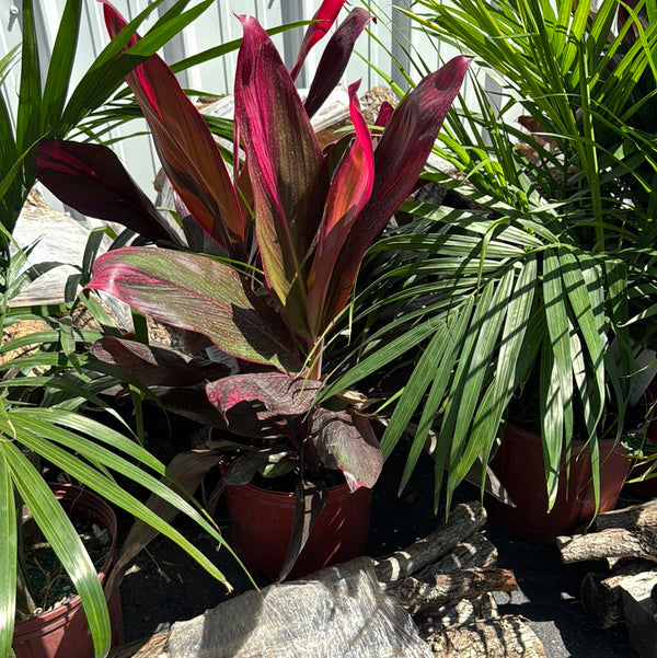 Hawaiian TI cordyline