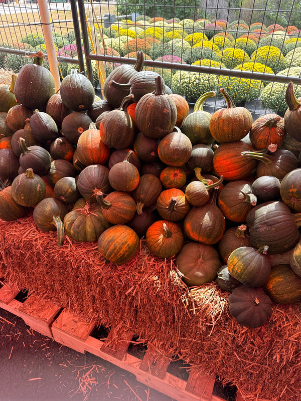 Green Mini Pumpkins