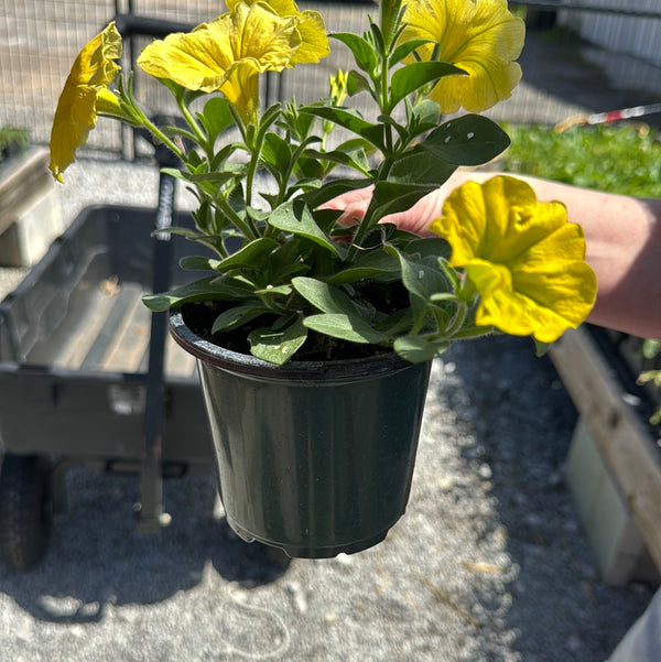 Black 4”potted plant