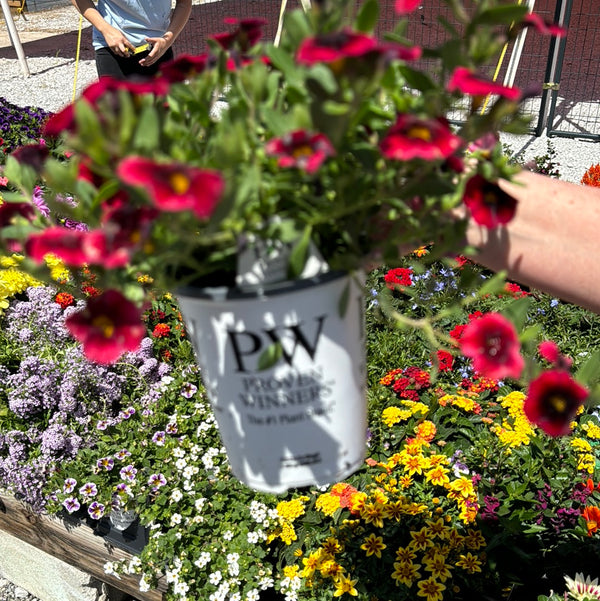 White 6” potted plant