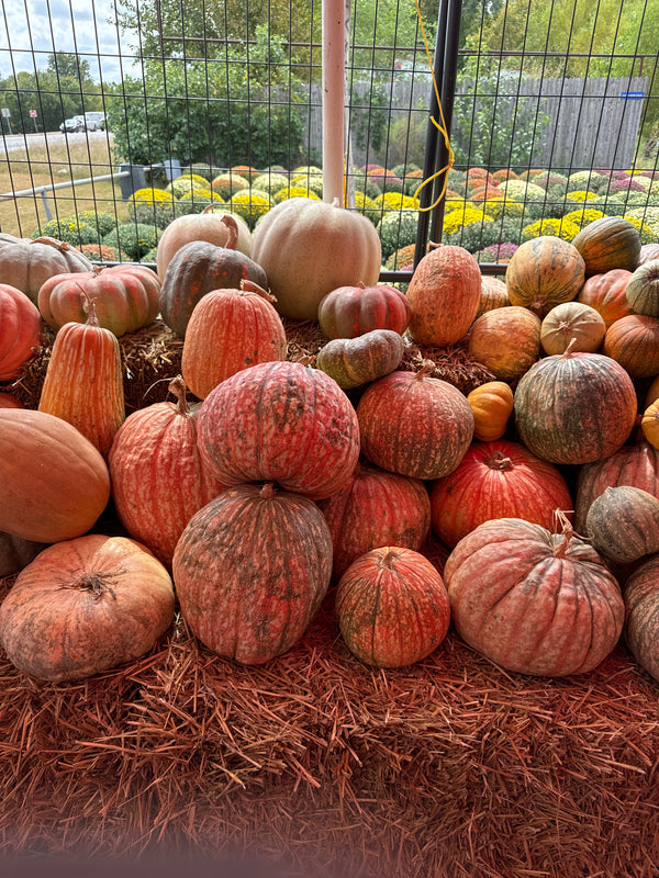 Multicolor Pumpkins Large Pryor