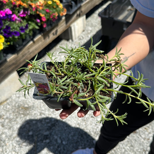 Small bedding Plant