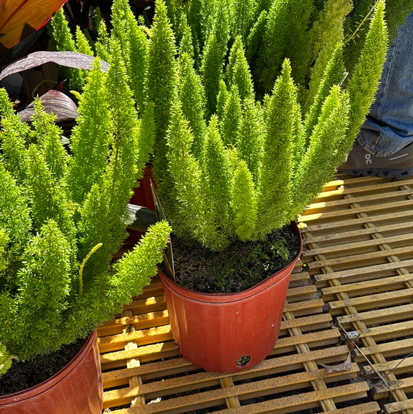 Foxtail fern