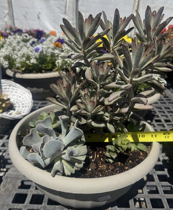 11" SUCCULENTS